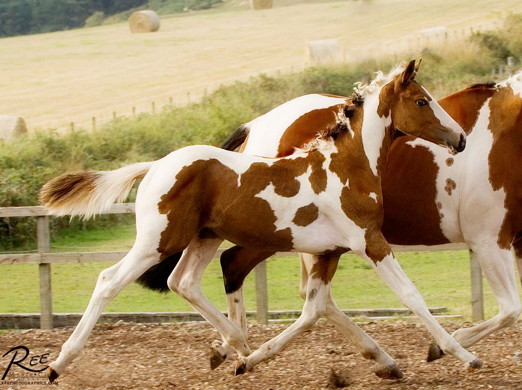 Solaris Buenno - Foals